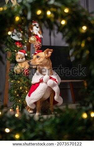 Christmas photography with dogs in a Christmas setting