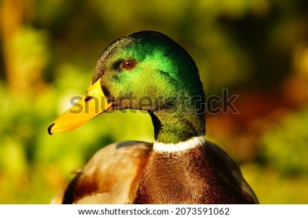 Portrait of a male mallard duck  Shiny green against a green background with bokeh  A charismatic personality 