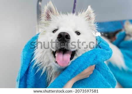 Close-up of the hands of a female groomer who wipes a Samoyed dog with a towel after washing and washing. Royalty-Free Stock Photo #2073597581