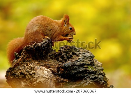 squirrel (Sciurus vulgaris)