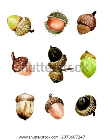 watercolor drawing. set with acorns. autumn set with different acorns isolated on white background. greeting card, poster.