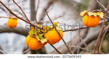 Ripe yellow persimmon fruits on the tree in November