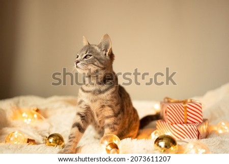 Tabby grey cat lying on cozy bed with christmas golden lights bokeh and gift boxes. Cute kitten relaxing and playing with gold ball toy. Winter holidays.