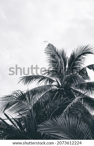 Tropical palm leaves, perspective view of coconut trees, black and white image.