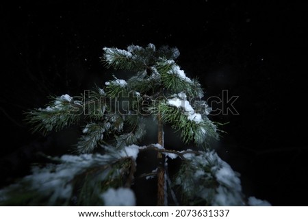 Night shooting of a snowy tree. Pine tree in snow on a black background.