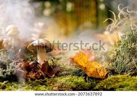 Fairy tale ambiance magical autumn misty forest background. Autumn leaves, moss, different wild mushrooms. Creative layout.