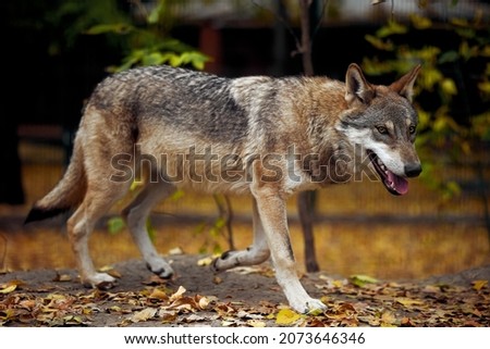 Portrait of a grey wolf Canis Lupus, a close-up photo of a predator
