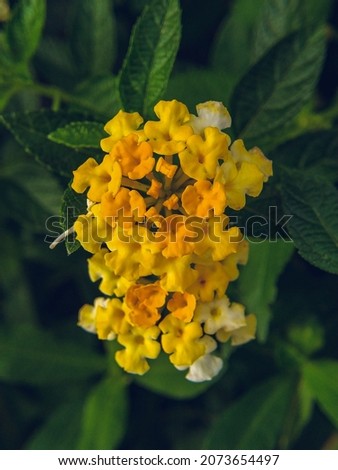 Beautiful Colorful Hedge Flower, Weeping Lantana, Lantana camara Linn.

