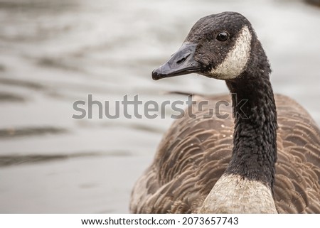 A portrait of a beautiful Canada goose swimming in the lake