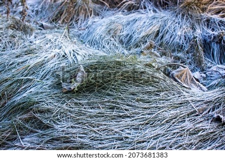 winter background, dry grass covered with frost in winter. High quality photo