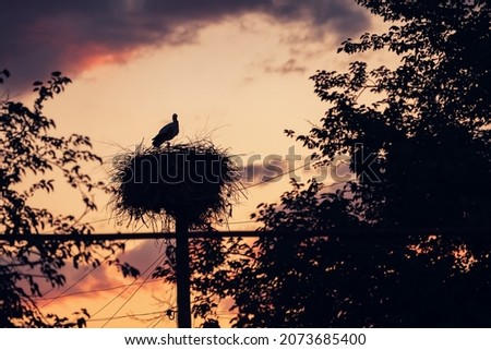 A stork has built a huge nest on an electric pole in the village. This is an ancient folk sign about replenishment in the family and birth of children