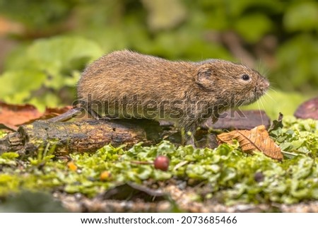 Field vole or short-tailed vole (Microtus agrestis) walking in natural habitat green forest environment. Royalty-Free Stock Photo #2073685466