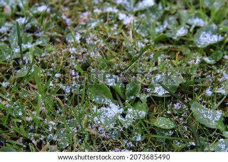 Green grass on the lawn is covered with frost and flakes of white snow in early autumn. Image with selective focus