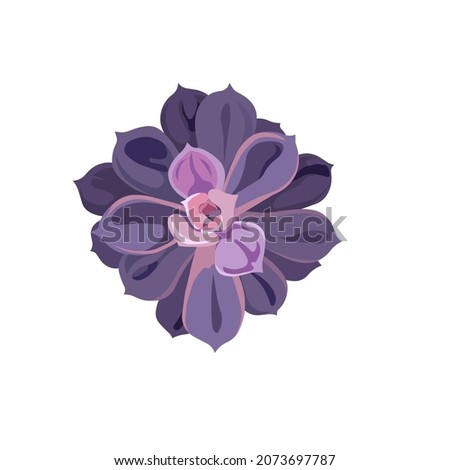 Vector succulent Echeveria with purple leaves in Flat design style, oil painted Stone Rose on white isolated background for prints, stickers, postcards, tattoo, icons for social media, websites.