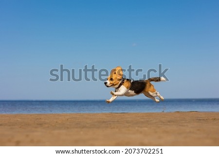 the domestic dog beagle runs and jumps in nature. dog training on the seashore or in the forest, a pet has fun and plays with its owner. beagle on the background of the blue sky flies over the ground