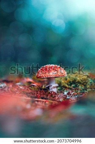 Macro of a single red fly agaric mushroom in a scenery with teal background and bokeh. Shallow depth of field Royalty-Free Stock Photo #2073704996