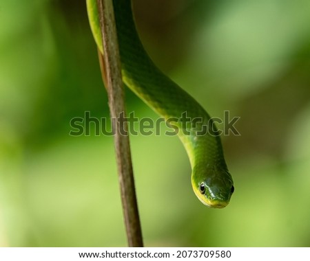 A closeup shot of a small green snake Royalty-Free Stock Photo #2073709580