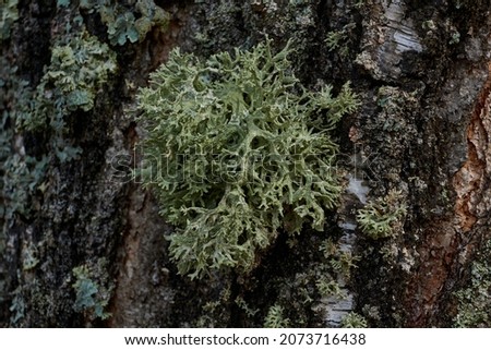 Parmelia sulcata (lat. Parmelia sulcata) - type of lichen genus Parmelee (Parmelia) family Parmeliaceae (Parmeliaceae).