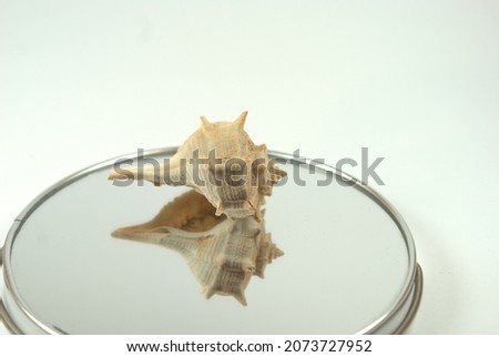 close-up of a seashell. Reflection in the mirror. Picture with space for text.