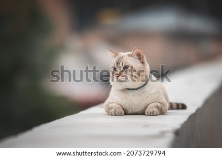 Cute Thai cat is lying on the parapet. Royalty-Free Stock Photo #2073729794
