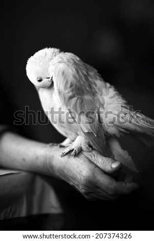 Portrait of a beautiful white dove
