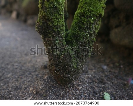 flower tree trunks stuck in the ground