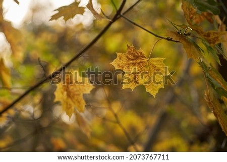 Yellow maple leaf selektive focus in autumn