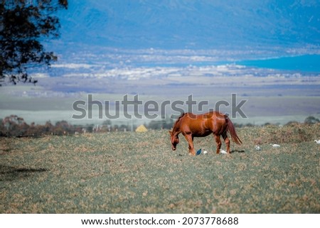 Horses in a pasture surrounded by birds on the side of Haleakala Mountain with the ocean and clouds in the background