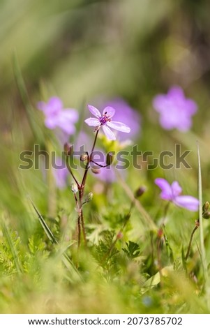 A close-up shot of purple Common stork's-bill flowers on a blurred background