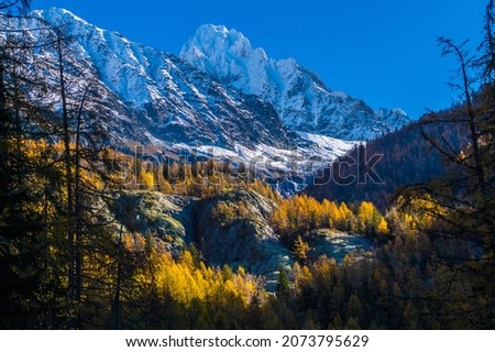 A beautiful view of trees with yellow leaves on snow-capped mountains background  Chamonix, France