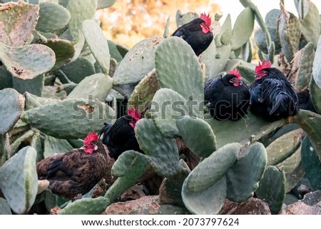 A flock of black roosters and hens, free range in a field, perched on Opuntia prickly pear pads in the Maltese Islands, resting near farm 
