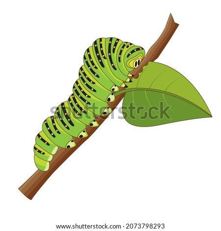 Vector illustration of a caterpillar eating leaf isolated on a white background.