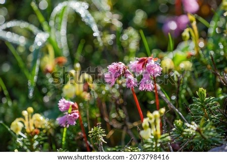 Fringed galax (Iwakagami) flowers are fully blooming with morning dew at Mt. Norikura, Nagano pref. Royalty-Free Stock Photo #2073798416