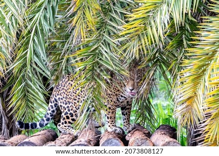 Beautiful painted jaguar camouflaged among tropical vegetation leaves in selective focus.