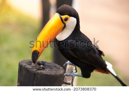 Close up of a Toucan in natural habitat