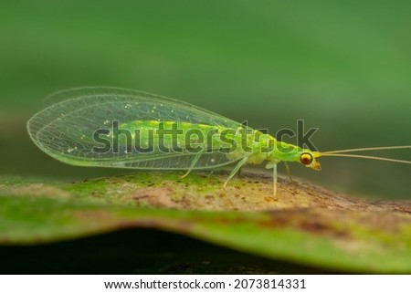 A close shot of a green lacewing found in the rainforest of Sandakan, Sabah, North Borneo, Malaysia. Royalty-Free Stock Photo #2073814331