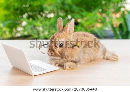 Easter holiday animal, technology e-learning concept. Baby bunny brown wearing eye glasses with laptop sitting on the wood. Lovely baby rabbit looking camera with notebook on bokeh nature background. Royalty-Free Stock Photo #2073835448