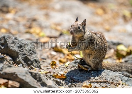 California ground squirrel (Spermophilus beecheyi) holding a leaf in its paws. 