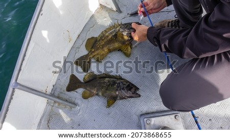 Two freshly caught sea bass lie on the metal deck of the yacht. Spiny fins, spotted coloration. The man takes the fish off the hook. Kamchatka Royalty-Free Stock Photo #2073868655