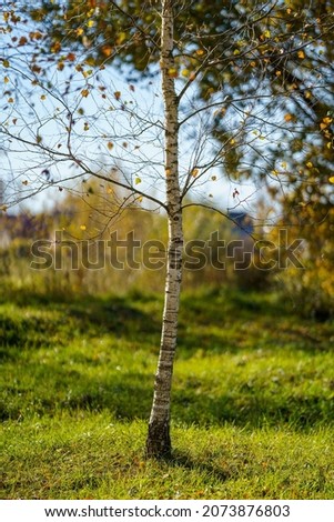 birch tree grove in summer green forest. white trunk wall