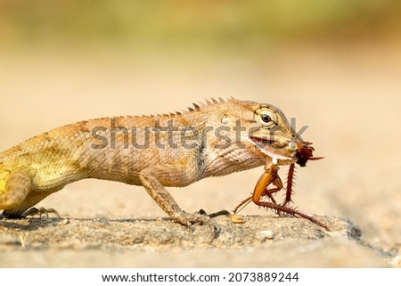 Close-up of a chameleon eating a cockroach. Animal and nature, Reptile.  Royalty-Free Stock Photo #2073889244