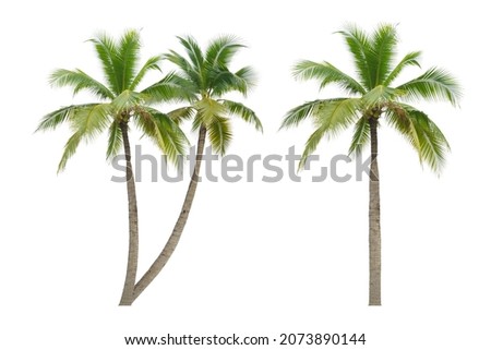 Coconut palm tree isolated on white background. Royalty-Free Stock Photo #2073890144