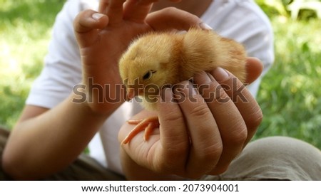 A 6-7 year old boy is holding and stroking a small chicken. Communication of the child with nature. Socialization of children with autism, animal therapy Royalty-Free Stock Photo #2073904001