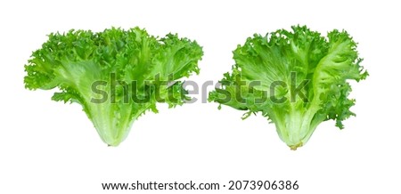 green frillies iceberg lettuce isolated on white background. Clipping path. Royalty-Free Stock Photo #2073906386
