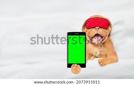 Mastiff puppy wearing  sleeping mask hugs toy bear and shows empty screen of a smartphone. Top down view. Empty space for text