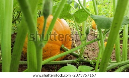 Ripe Zucchini Or Courgette In Summer Vegetable Garden. A marrow is a vegetable, the mature fruit of certain Cucurbita pepo cultivars Royalty-Free Stock Photo #2073957167