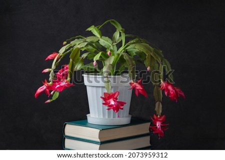 Blooming Decembrist flower (Schlumberger's zygocactus) on a dark background with water drops on red petals. Home indoor plant in a white pot on a stack of books Royalty-Free Stock Photo #2073959312