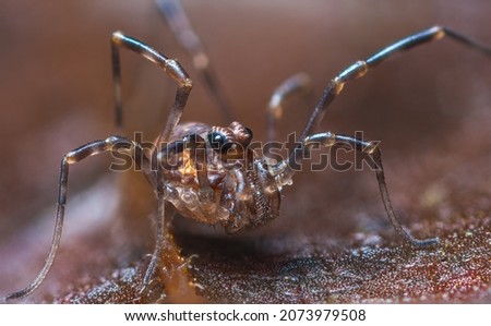 Close up macro photo of a male Phalangium opilio, the most widespread species of harvestman in the world. A harvester, daddy longlegs or opilion Royalty-Free Stock Photo #2073979508