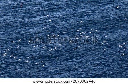 Seagulls over the Black Sea water near the entrance to the Balaklava Bay (Crimea, Crimean Peninsula)