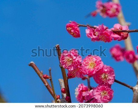 Pictures of pink plum blossoms in clear weather.